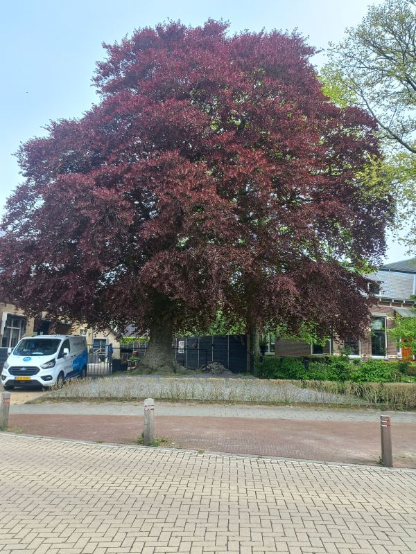 Hervormde pastorie - De Rode Beuk  